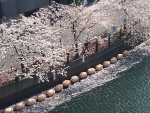 20200404　桜　大岡川